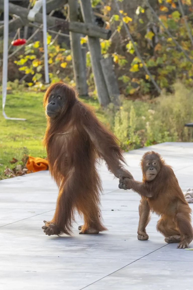 In Belgium, Nine Orangutans Become Ambassadors for a Forest Disappearing Far Away