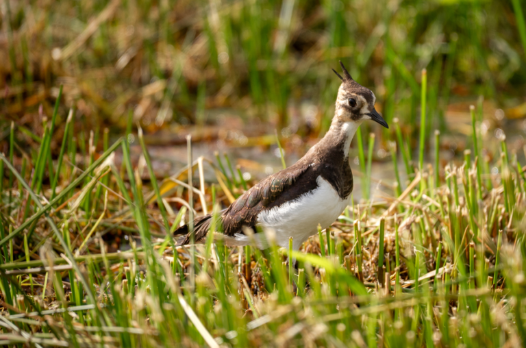 A Belgian Zoo Gives the Northern Lapwing a Fighting Chance