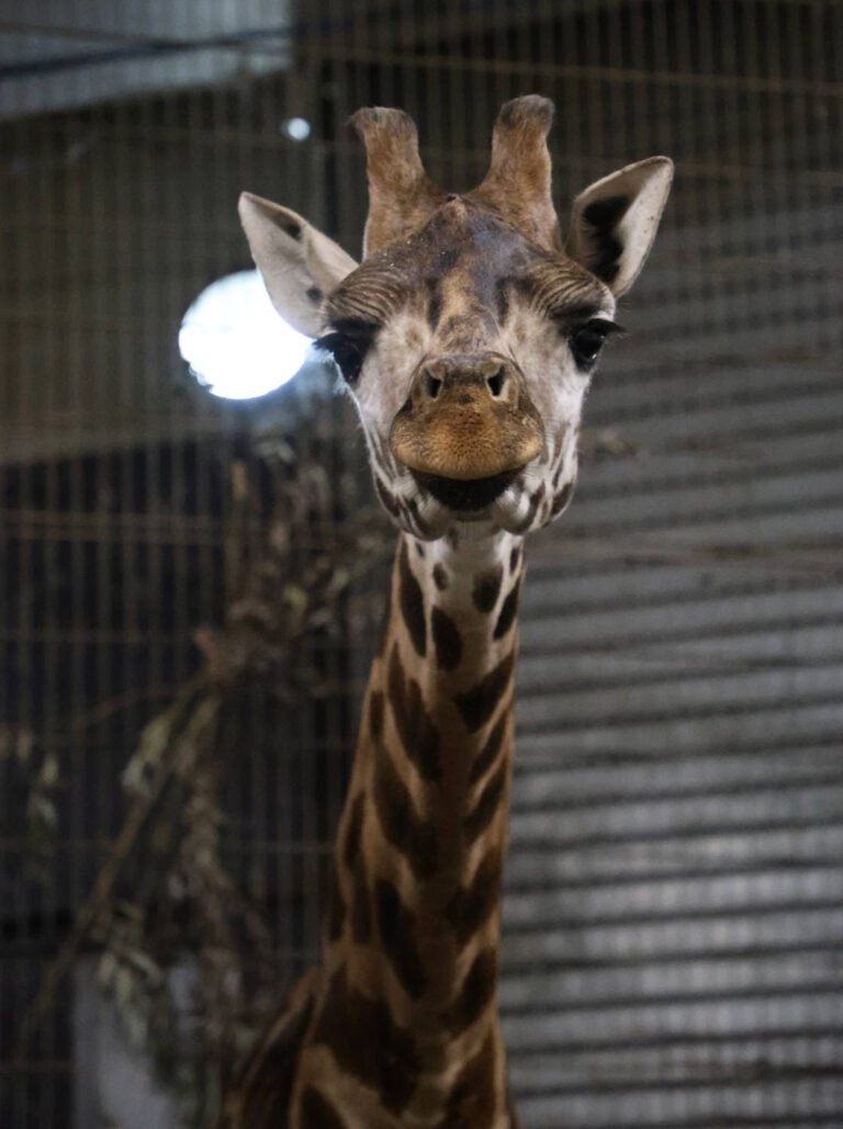 A Young Giraffe’s Journey Across Europe Is Part of a Much Bigger Plan