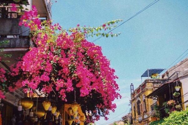 Flowering bougainvillea above a street of yellow buildings in Hoi An