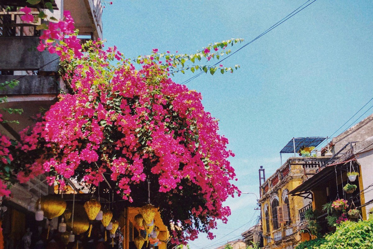 Flowering bougainvillea above a street of yellow buildings in Hoi An