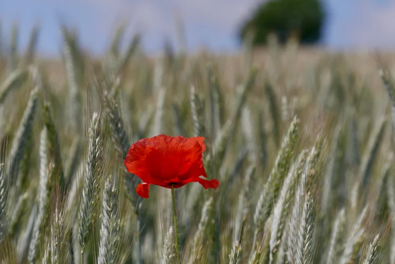 In Antwerp, The Poppy Appeal Asks Volunteers For An Hour Of Their Time